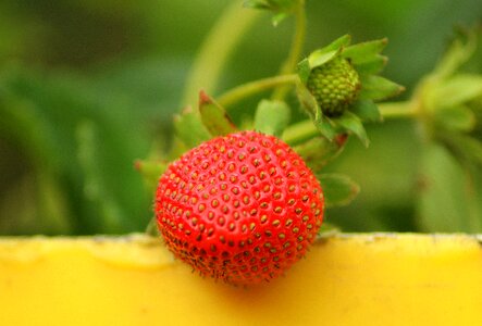 Spring may a single piece of fruit