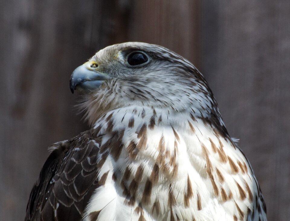 Bird of prey animal world bill