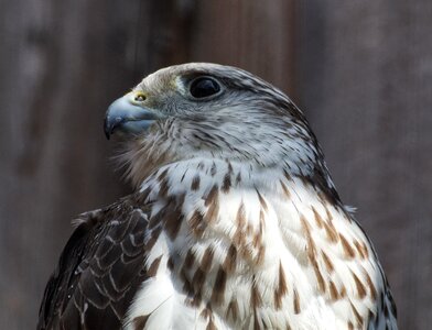 Bird of prey animal world bill photo