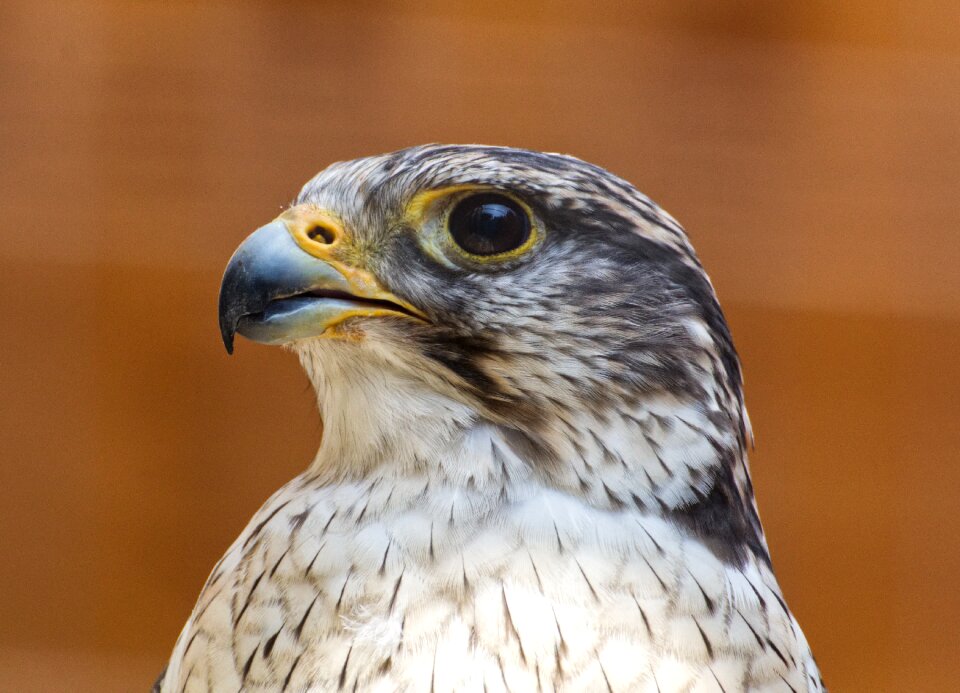Bird of prey animal world bill