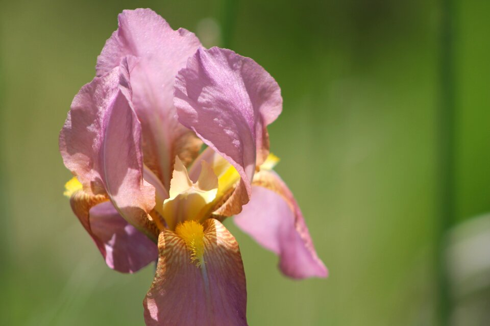 Bloom spring flowers