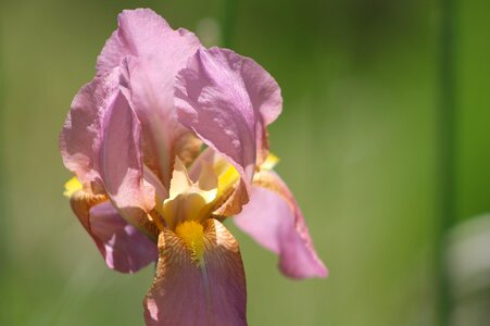 Bloom spring flowers photo