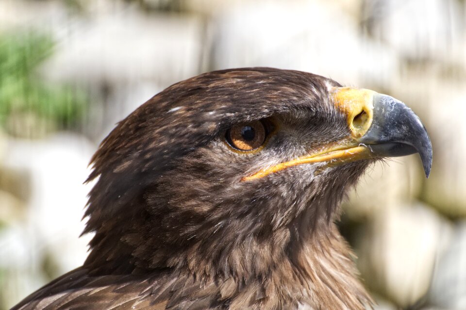 Bird of prey animal world bill
