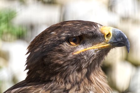 Bird of prey animal world bill photo