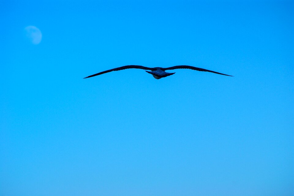 Fly freedom bird view
