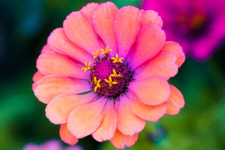 Composites asteraceae ornamental flower photo