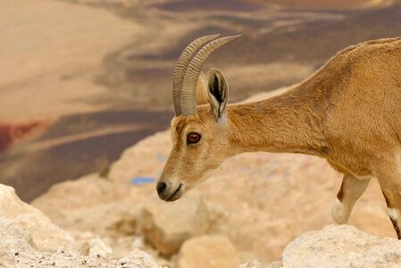 Ramon crater israel brown desert photo