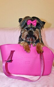 Dog beauty pink