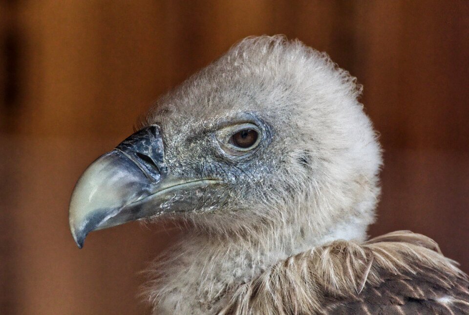 Bird of prey animal world bill