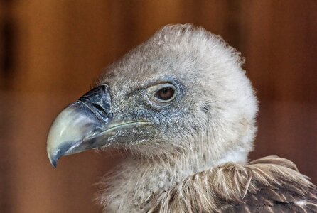 Bird of prey animal world bill photo