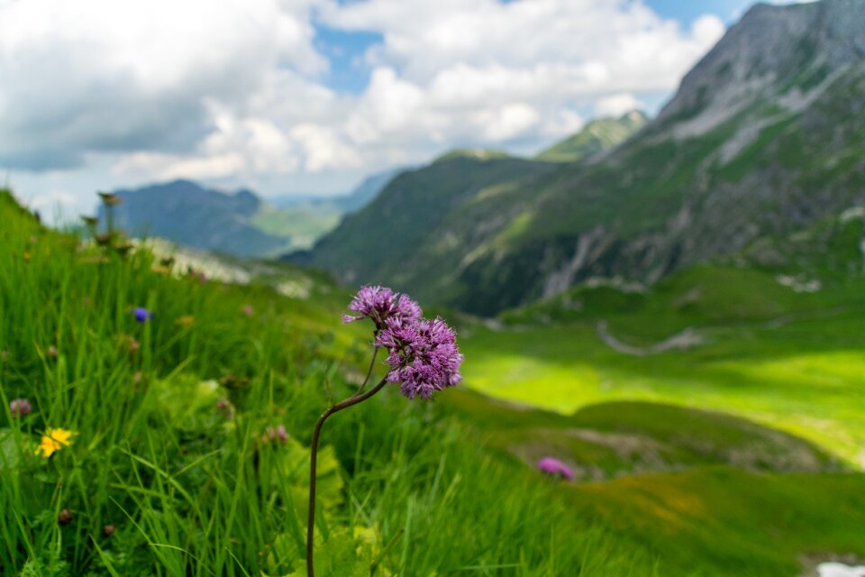Alpine flower mountain austria
