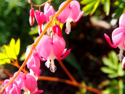Garden flowers blossom