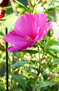 Flower blossom bloom photo