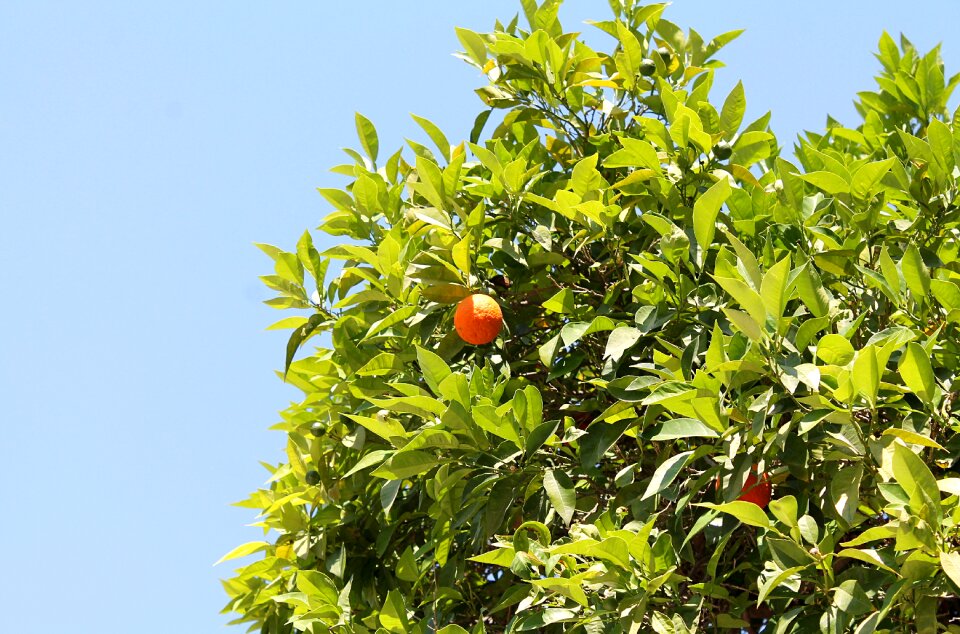 Southern plants fruit nature