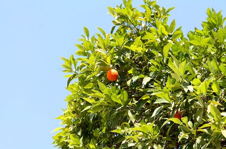 Southern plants fruit nature