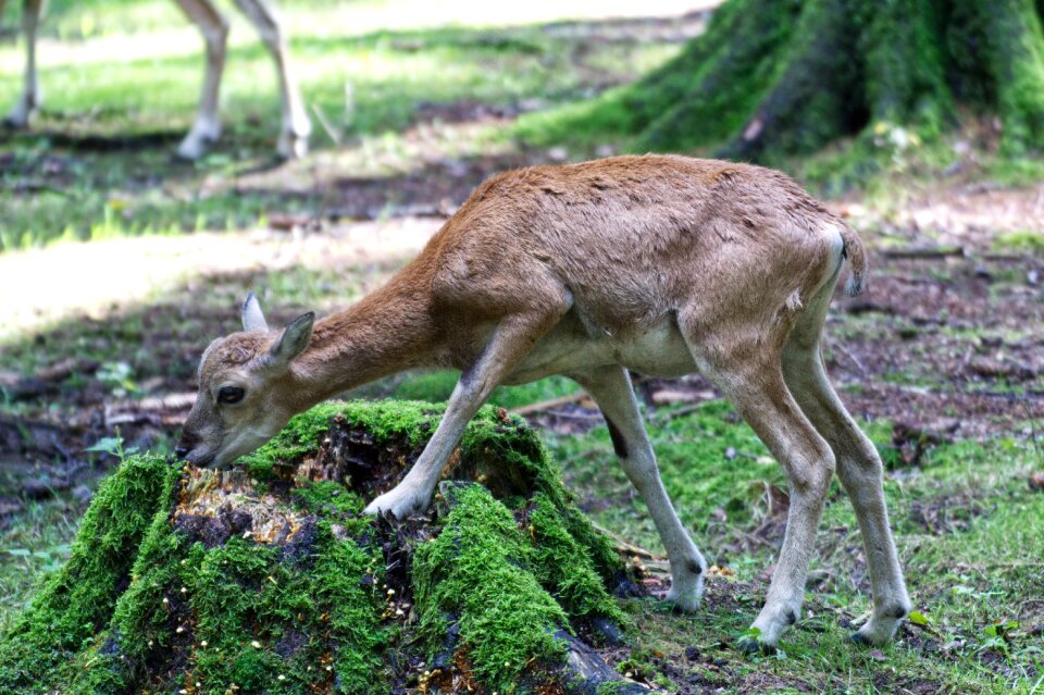Animal world wild mammal