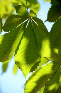 Chestnut tree green leaves