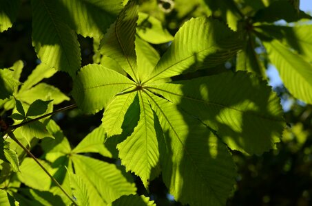 Chestnut tree green leaves