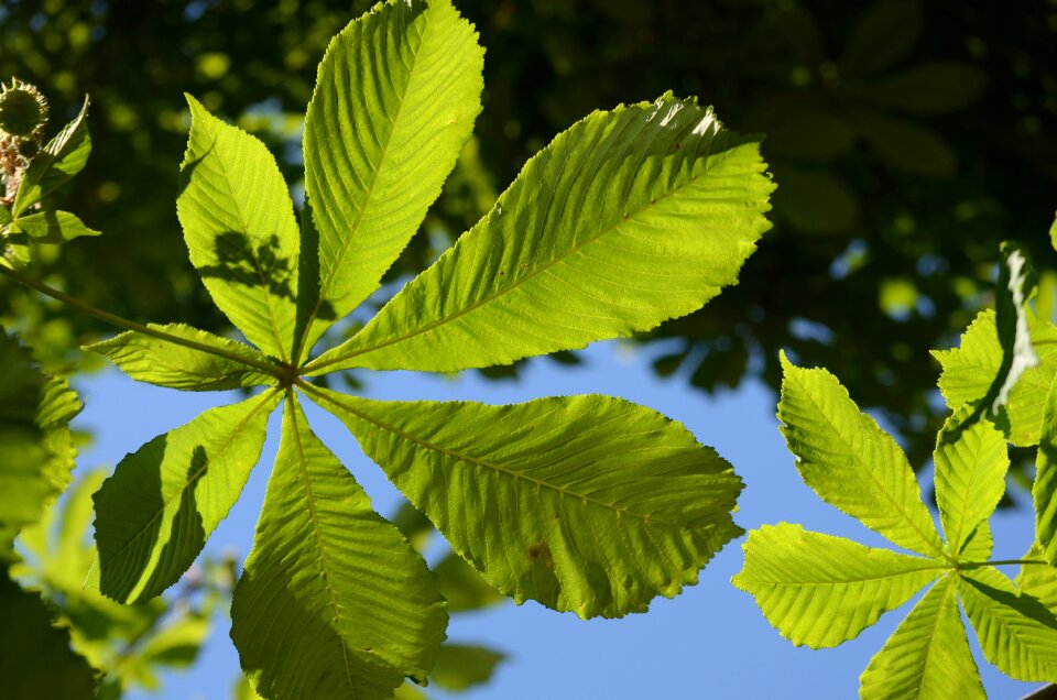 Chestnut tree green leaves