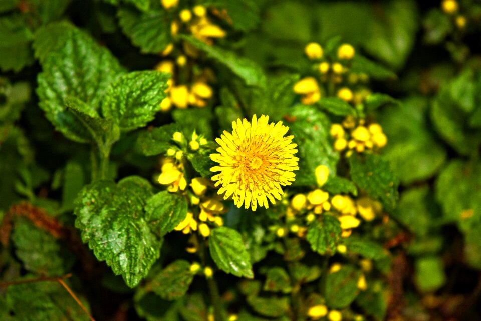 Edible medicinal taraxacum