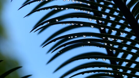 Nature drop of water beaded