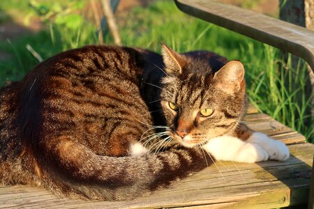 Domestic cat doze rest photo