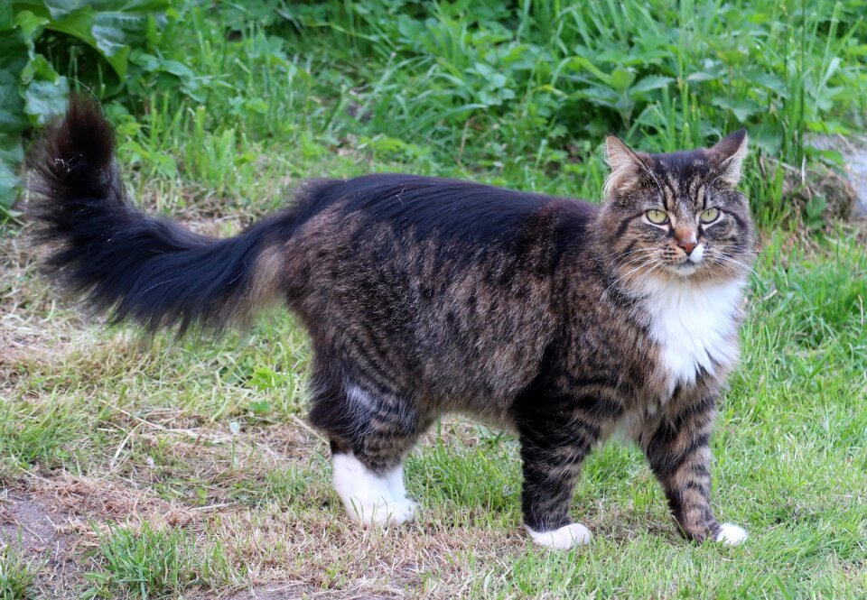 Cat norwegian forest cat animal
