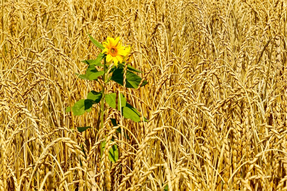 Sunflower lonely summer