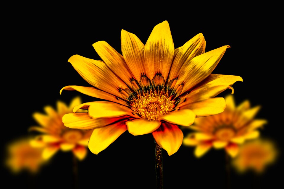 Yellow flower flower gérbela