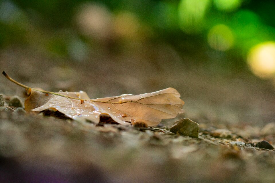 Orange ground forest