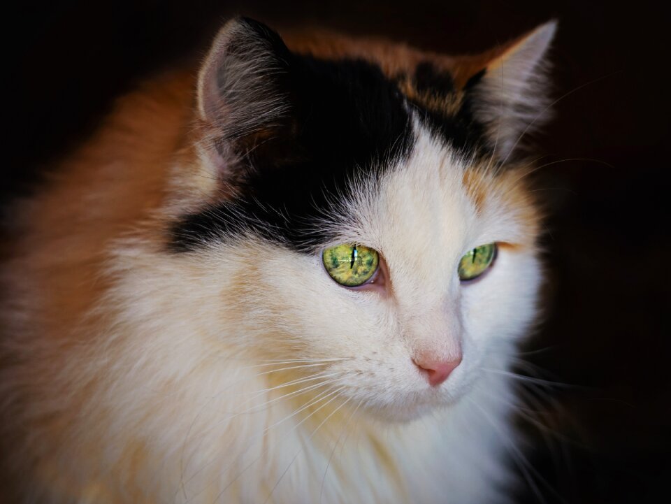 Eyes portrait pet