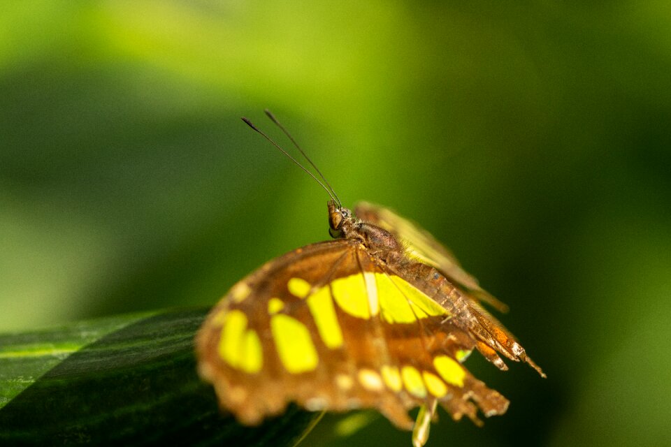 Macro wing plant