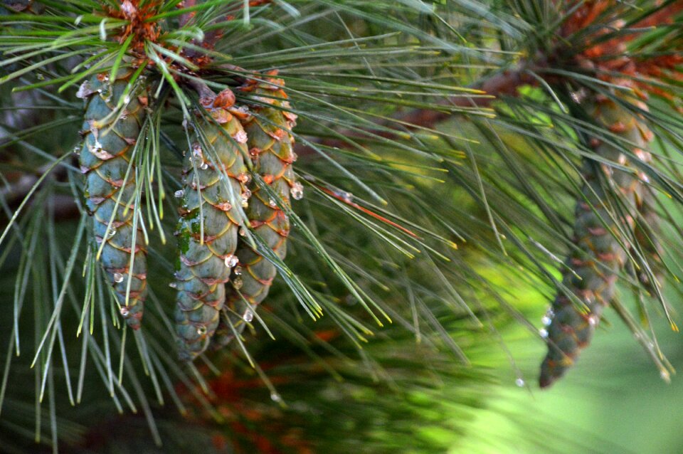 Needles conifer nature