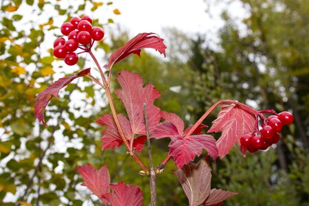 Autumn colours nature colorful