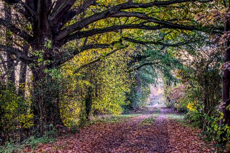 Bridge leaves autumn photo