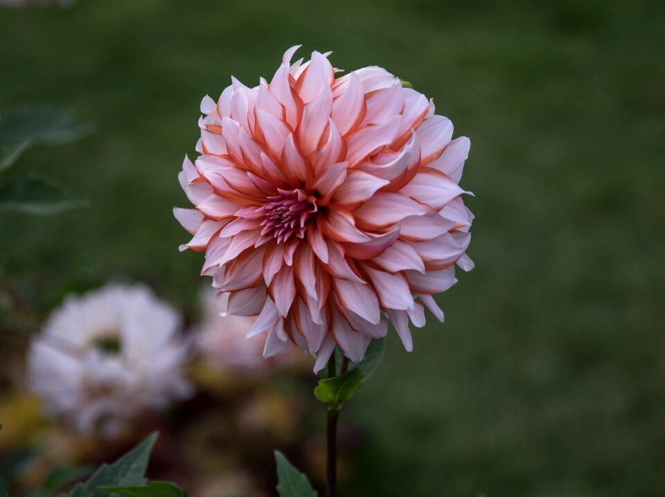 Bloom plant flora