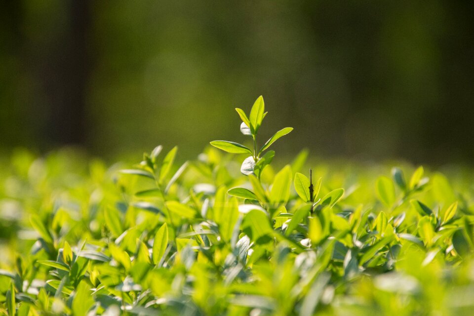 Plant nature growth