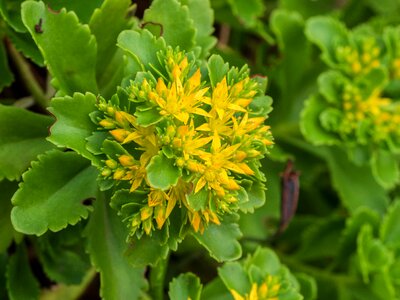 Leaves succulents yellow photo