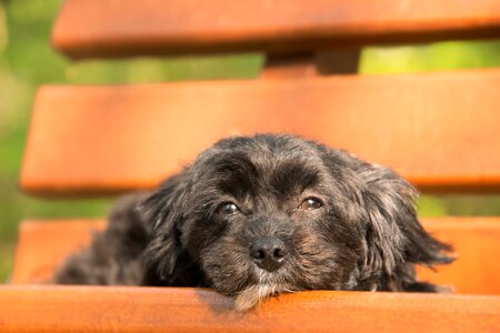 Animal dog cute