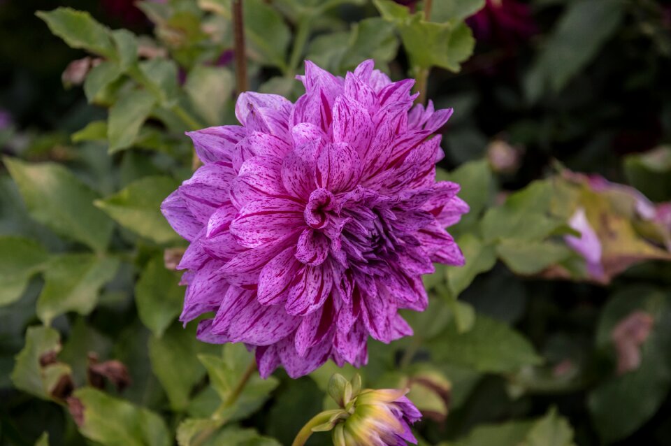 Bloom dahlia garden plant