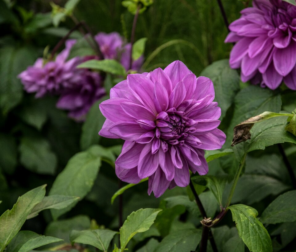Bloom plant flora