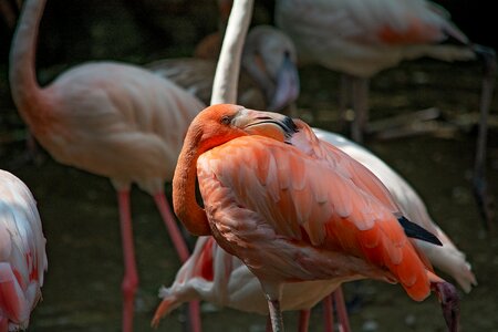 Pride plumage animal world