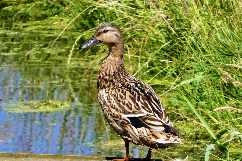 Waterfowl water wanted