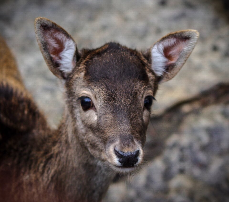 Nature animal animal world