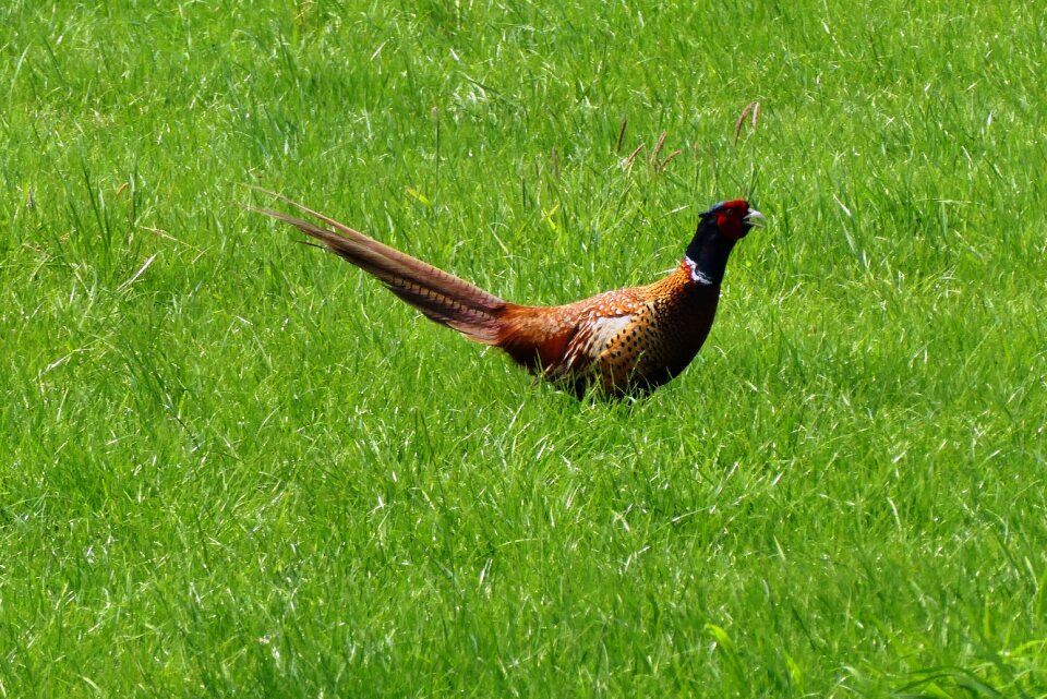 Pasture bird nature