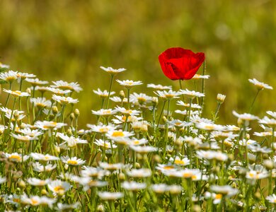 Summer nature bloom