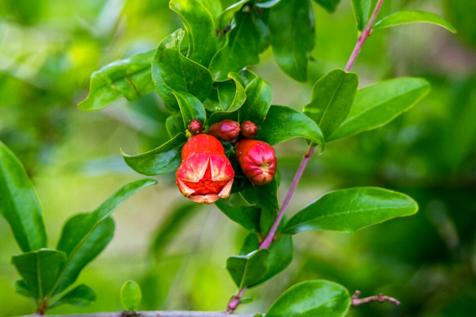 Garden food flower