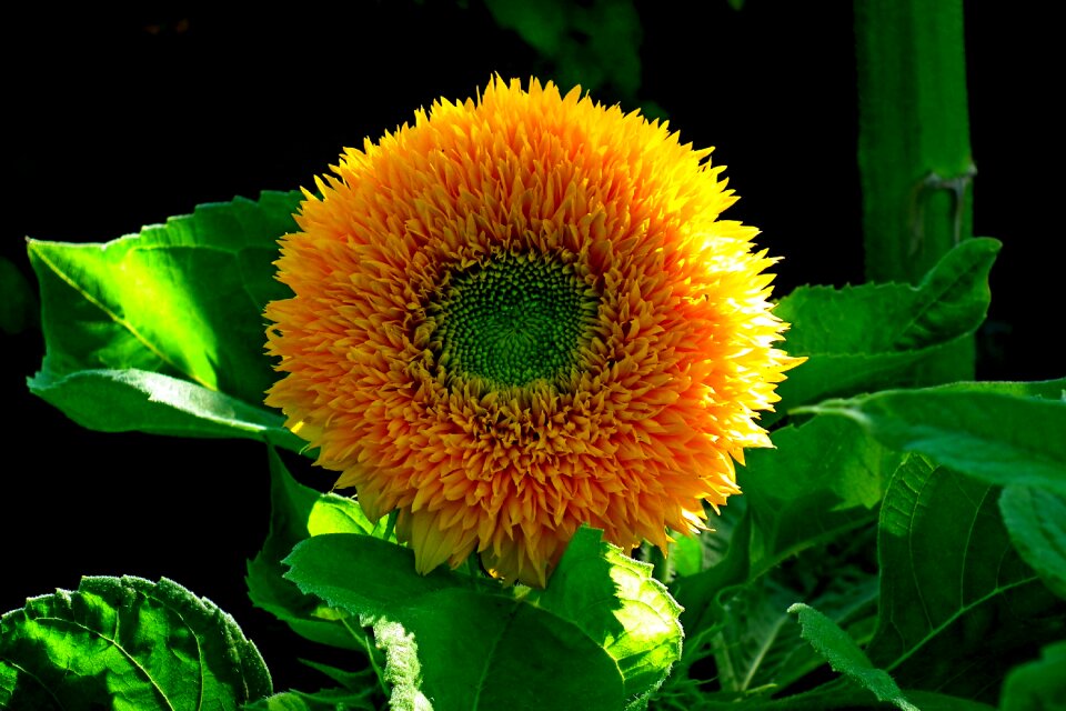 Nature summer garden