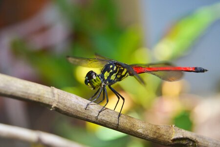 Dragonflies andarinyo indonesia