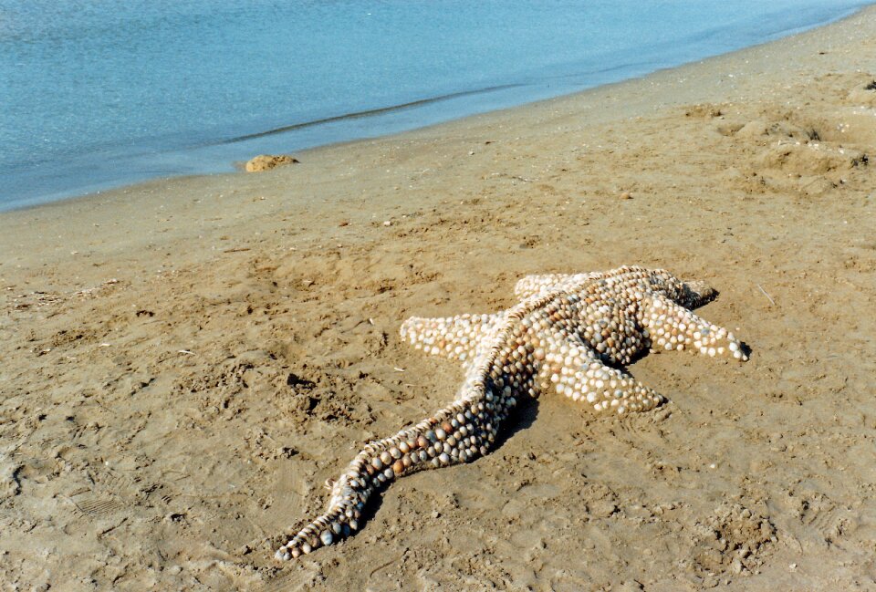 Crocodile mussels vacations
